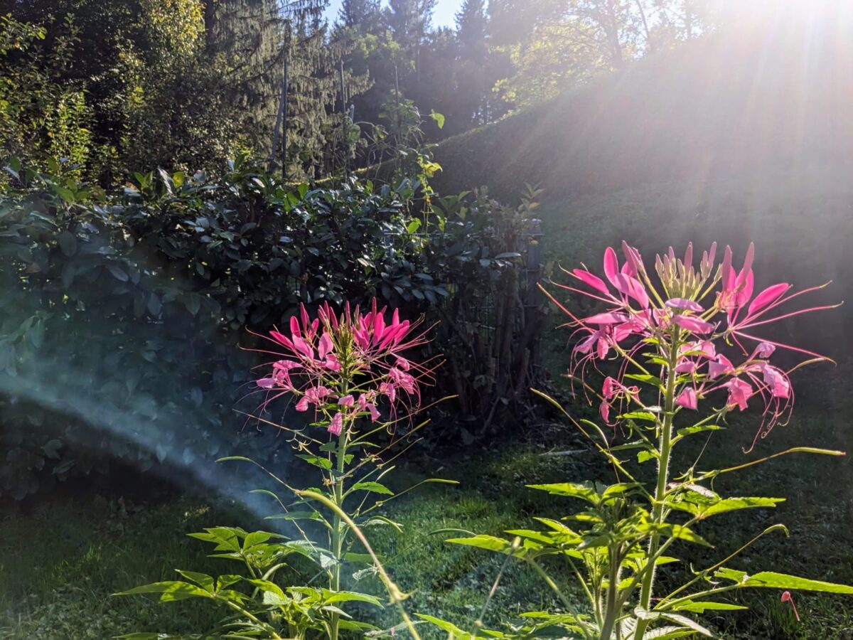 Altweibersommer und Tagundnachtgleiche